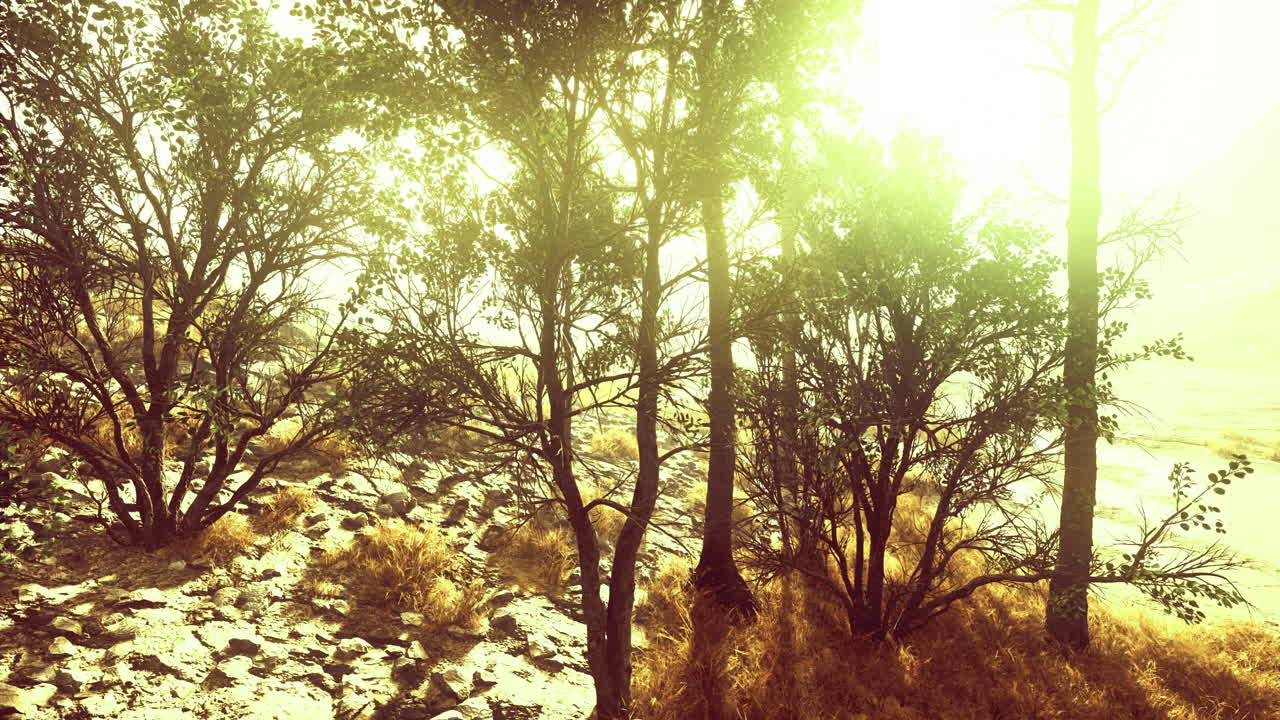 Golden light filters through trees at dawn in a peaceful natural landscape