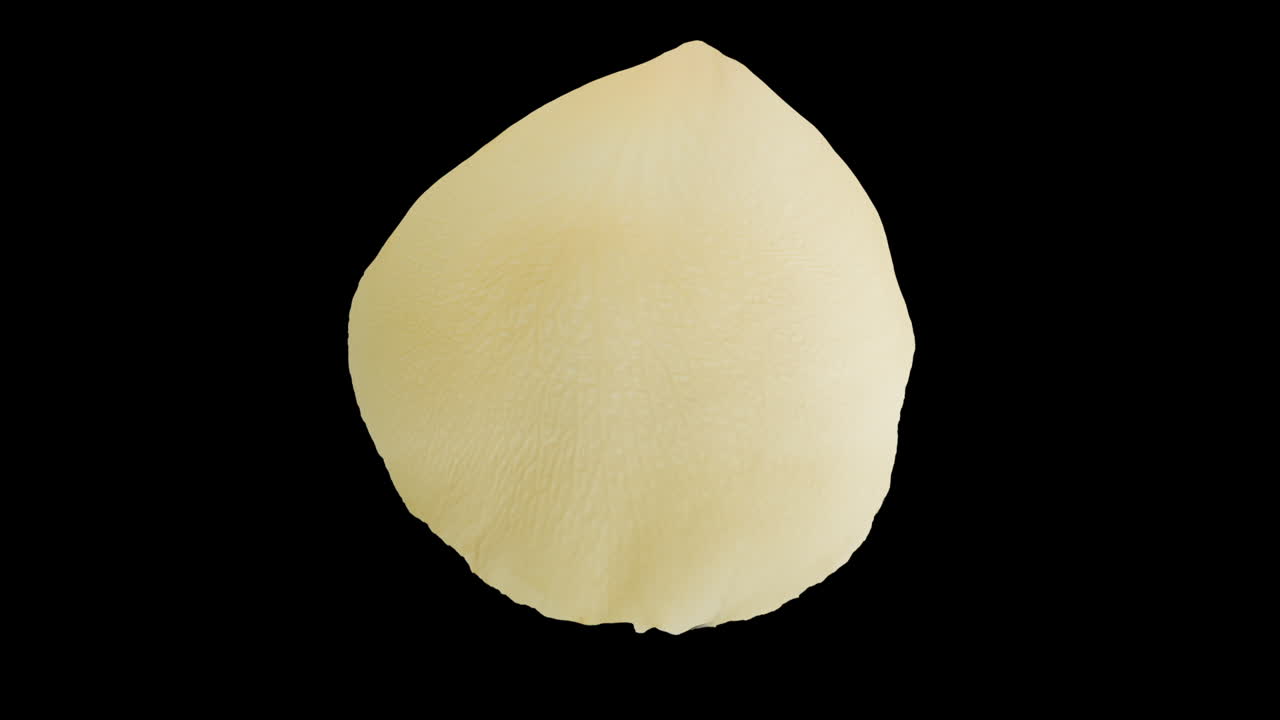 Pale Yellow Rose Petal