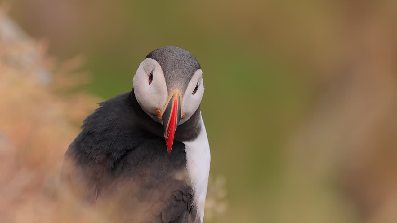 Atlantin lunni (Fratercula arctica) kalliolla Runnen saarella (Norja)
