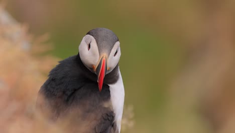 papagayo atlántico (fratercula arctica), en la roca de la isla de runde (noruega).