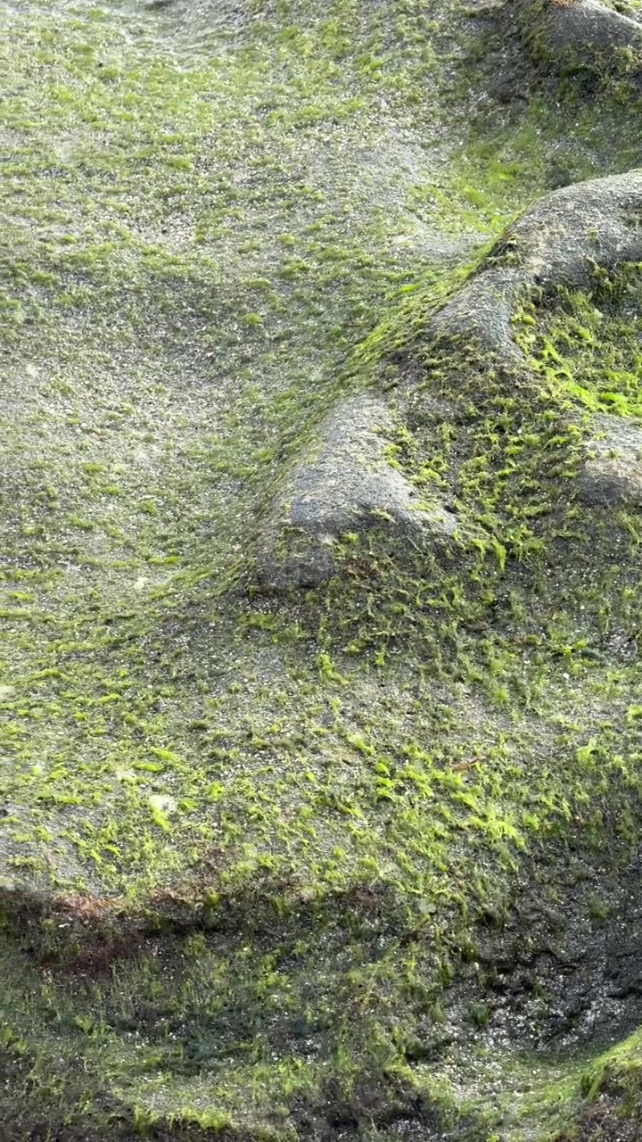 Alghe verdi che crescono su una superficie rocciosa costiera bagnata