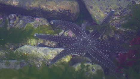 a star fish moving in a rock pool in new zealand