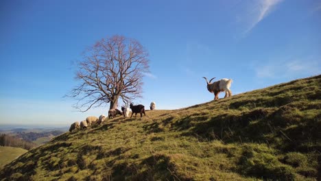 Small-herd-of-goats-and-sheeps-in-the-green-hills-in-Switzerland