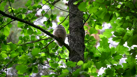 long-eared owl nestling sitting and screaming on the tree branch