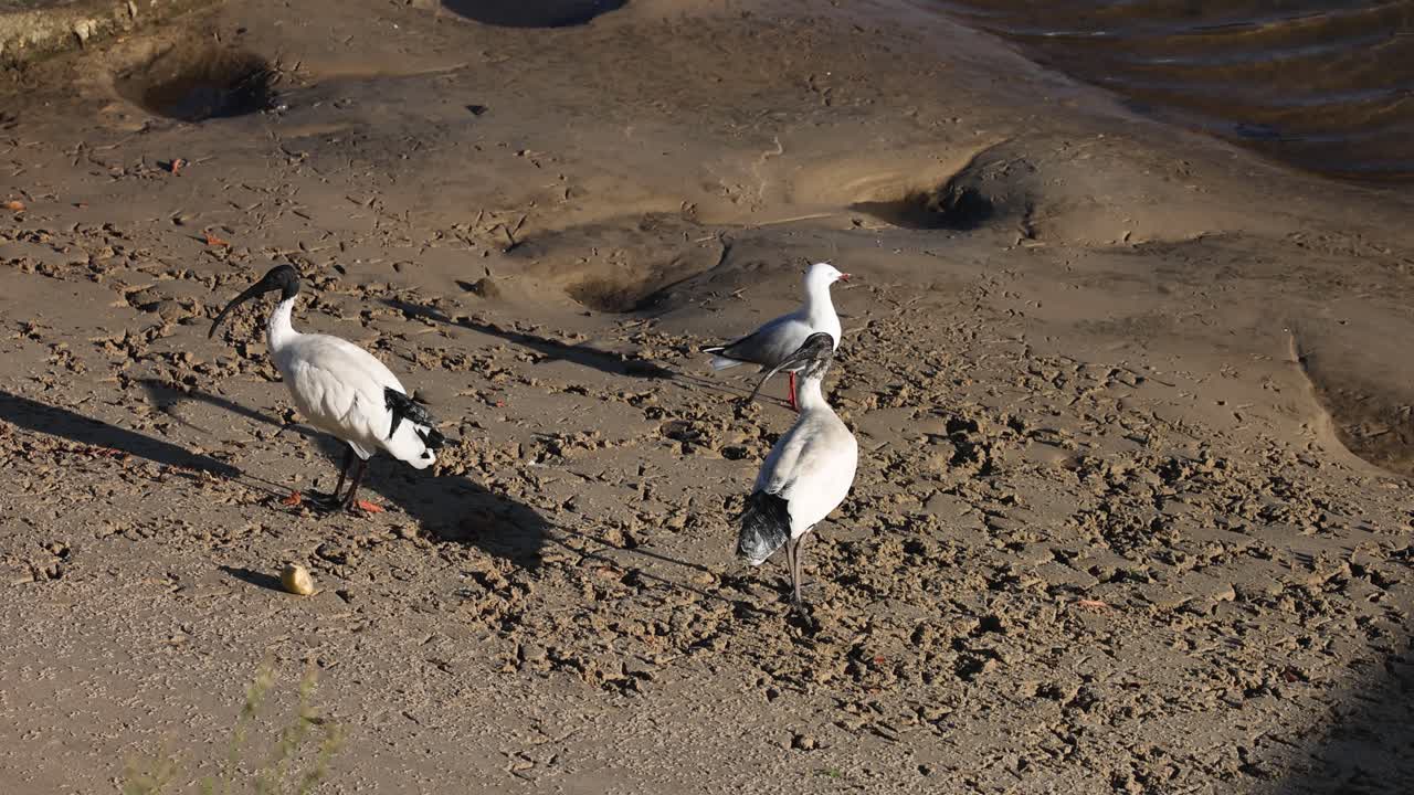 Birds search for food on a sandy beach.