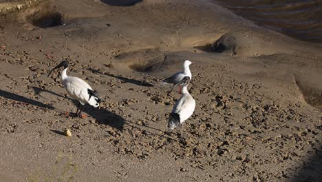 birds search for food on a sandy beach.
