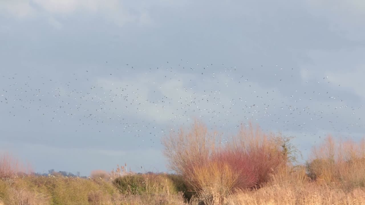 Un grande stormo di pavoncelle Vanellus vanellus, in volo sull'estuario del Severn. Inverno. Inghilterra. Regno Unito.