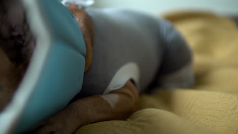 deslícese hacia la derecha sobre un triste bulldog francés con una cubierta de protección para la cabeza y el cuello para curar heridas de perro en la cama