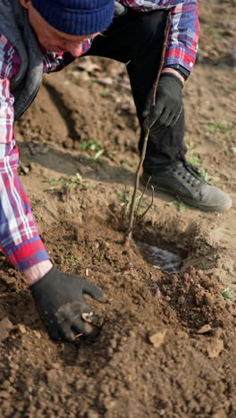 farmer wearing gloves works in the garden. man thumbs the ground carefully around the tree. vertical video.