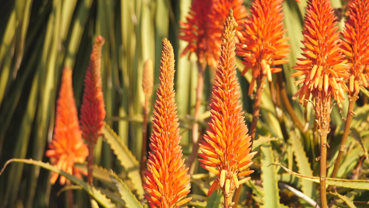 hermosa planta de aloe con flores de color naranja en sudáfrica