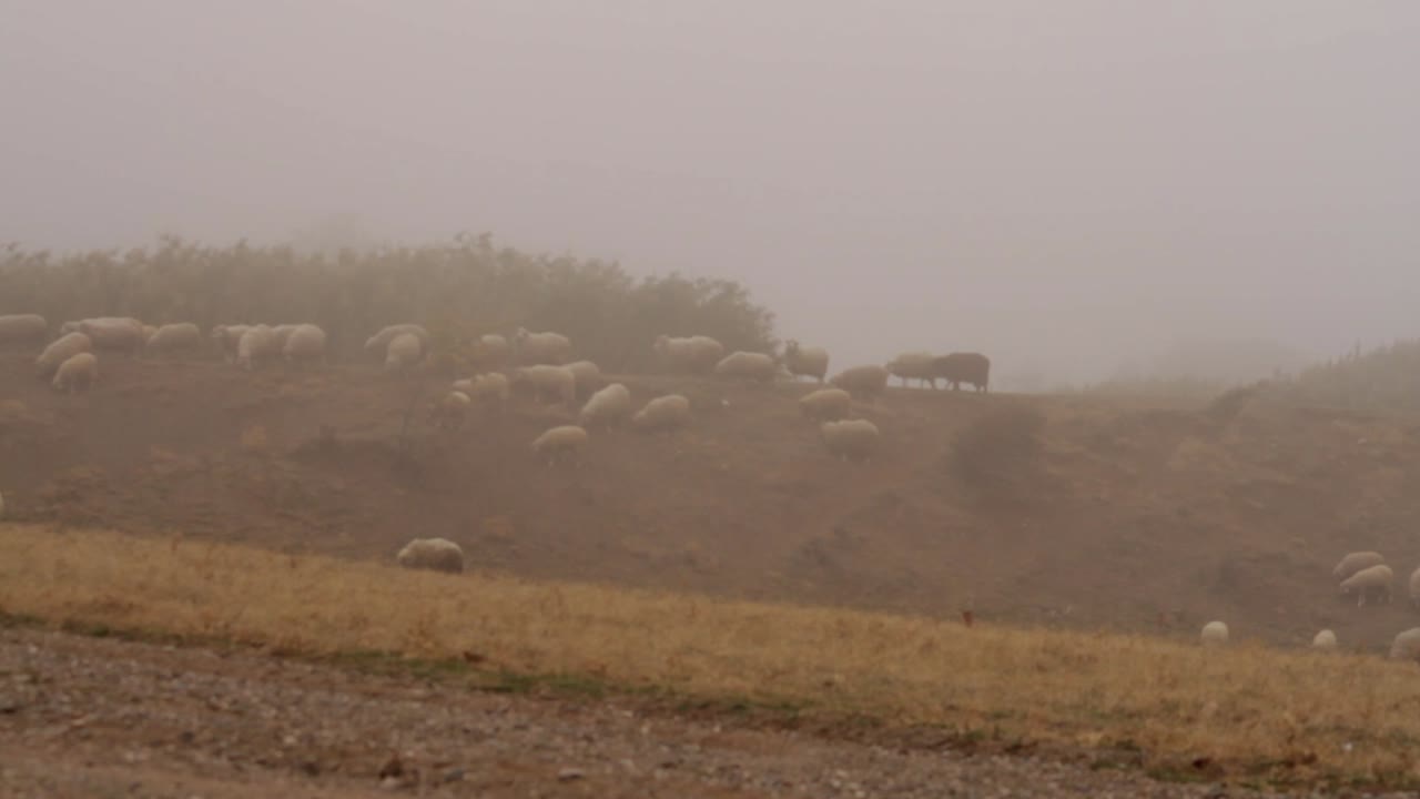 Pecore in un paesaggio montano nebbioso
