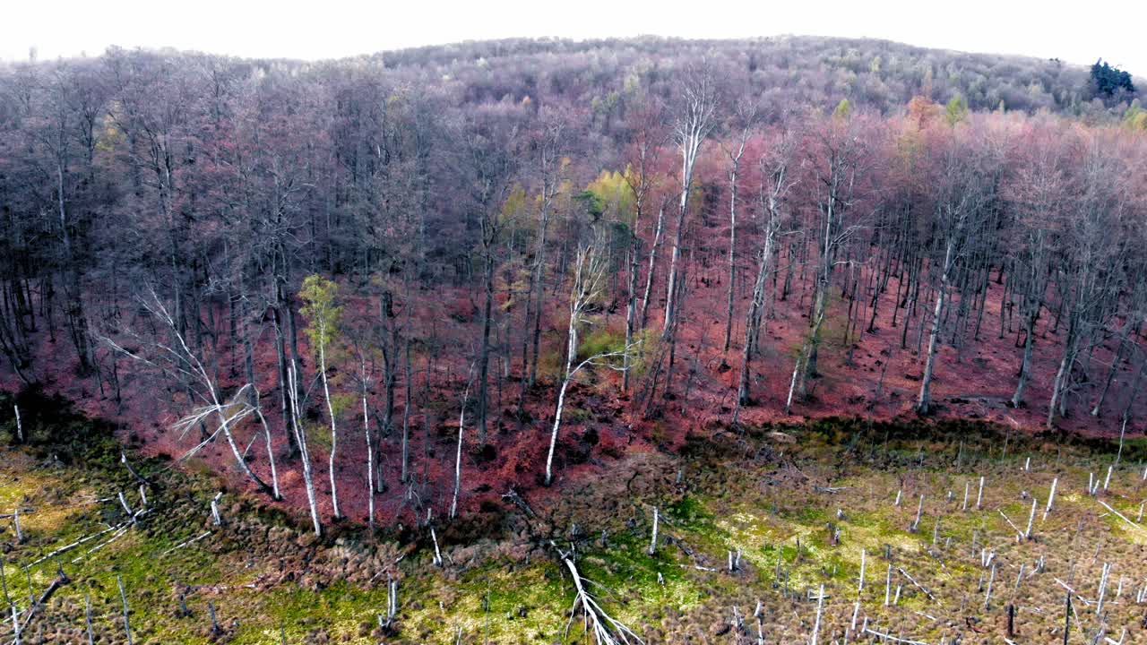 Přírodní rezervace Jantarová hora v Lublewu Gdańském, Polsko