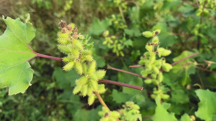 Primo piano di una pianta di Nappola (Xanthium strumarium) che mostra le sue bave verdi spinose e le foglie larghe in luce naturale, che prospera come erba infestante annuale in paesaggi rurali e agricoli