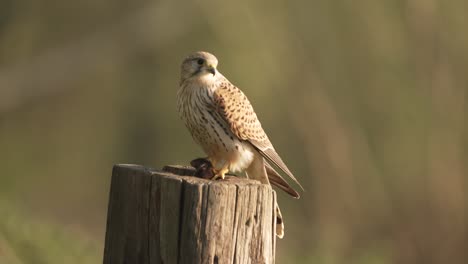 Female-Common-Kestrel-gripping-dead-mouse-on-tree-stump-in-sunlight