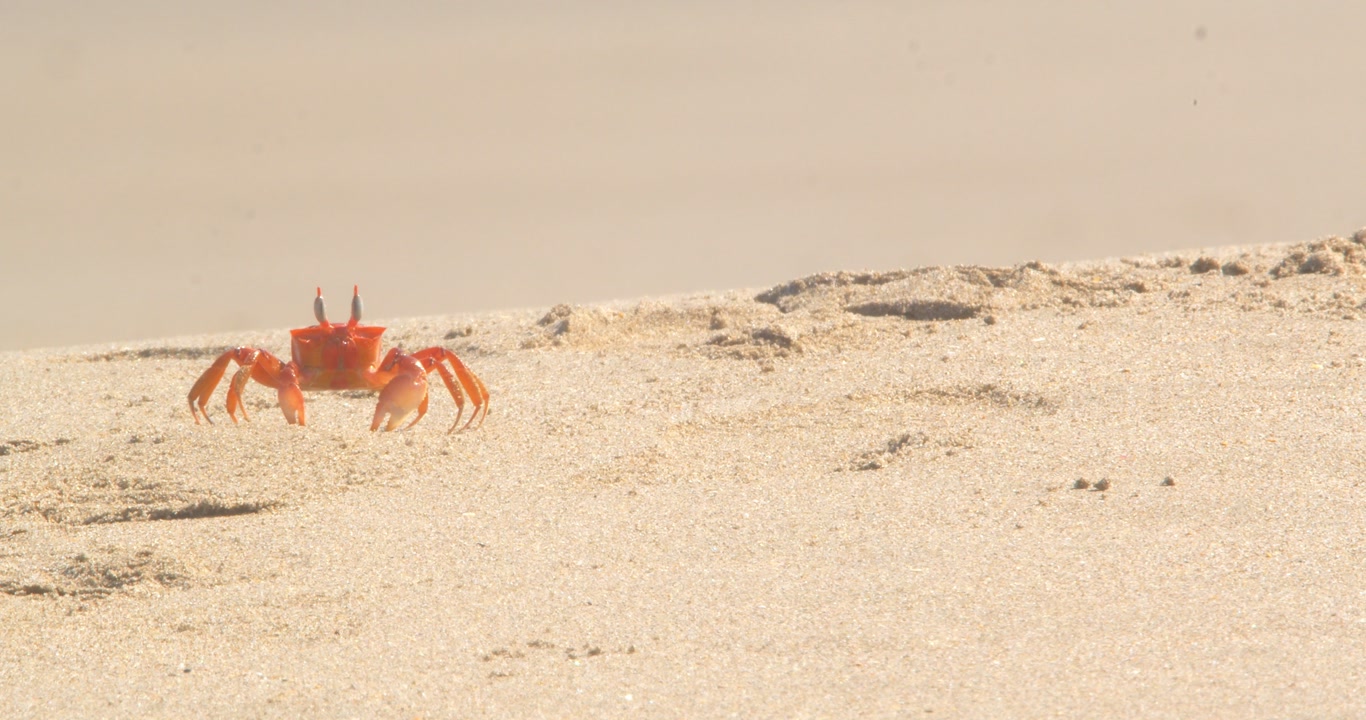 Crab walking sideways across sandy dune with blurred background Piura Peru