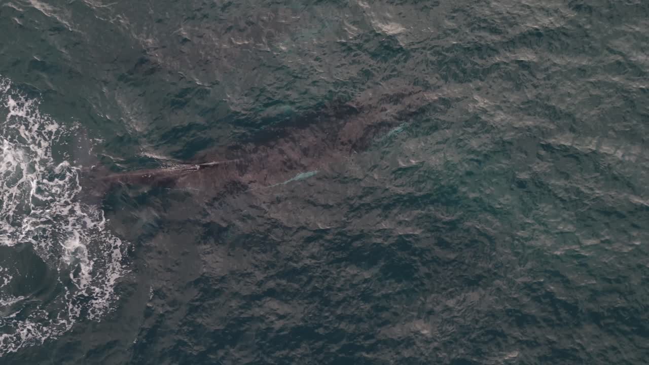 Aerial view of humpback whale pod with mother, calf, and escort gliding through the ocean—serene marine wildlife moment captured from above in crystal-clear blue waters near Sydney, Australia.