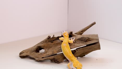 A yellow leopard gecko navigates a wooden structure in a well-lit studio environment, showcasing its agility and curiosity