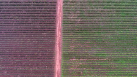 Flight-over-varied-crops,-in-Zacatecas-Mexico