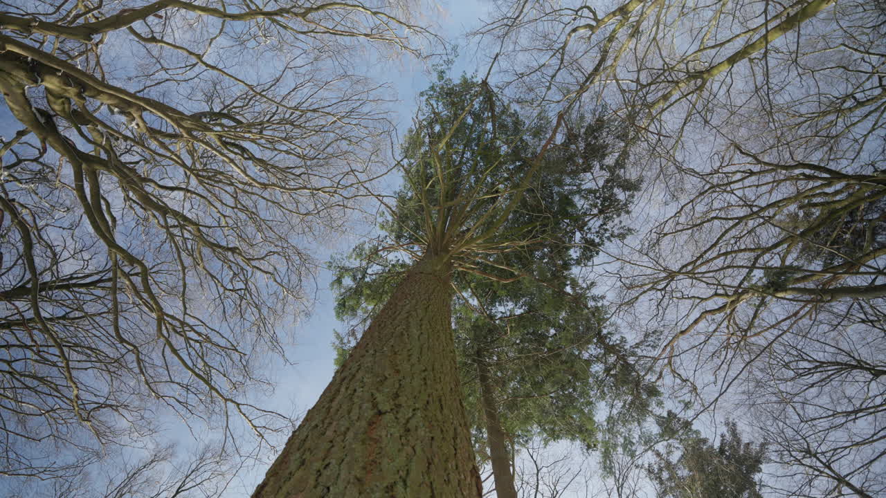 Ground-up perspective of towering trees, branches reaching into a clear winter sky