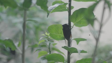 cicada on a plant