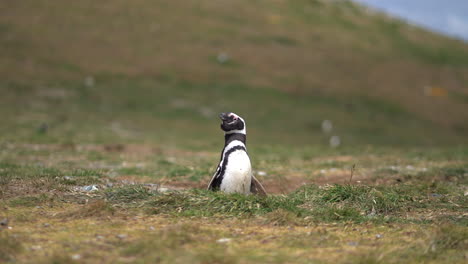 Typical-Magellanic-Penguin-Ecstatic-Display,-Loud-Territory-Ownership-Sound