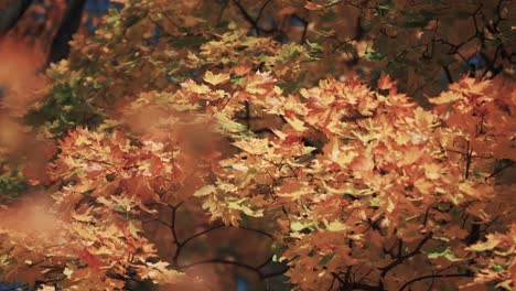 a close-up video of the bright orange-red maple leaves on the blurry background in the autumn forest