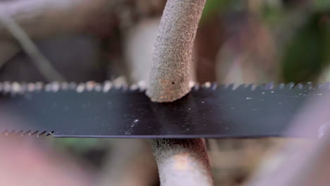 a male with hand saw blade cutting through a thin wooden branch in the forest