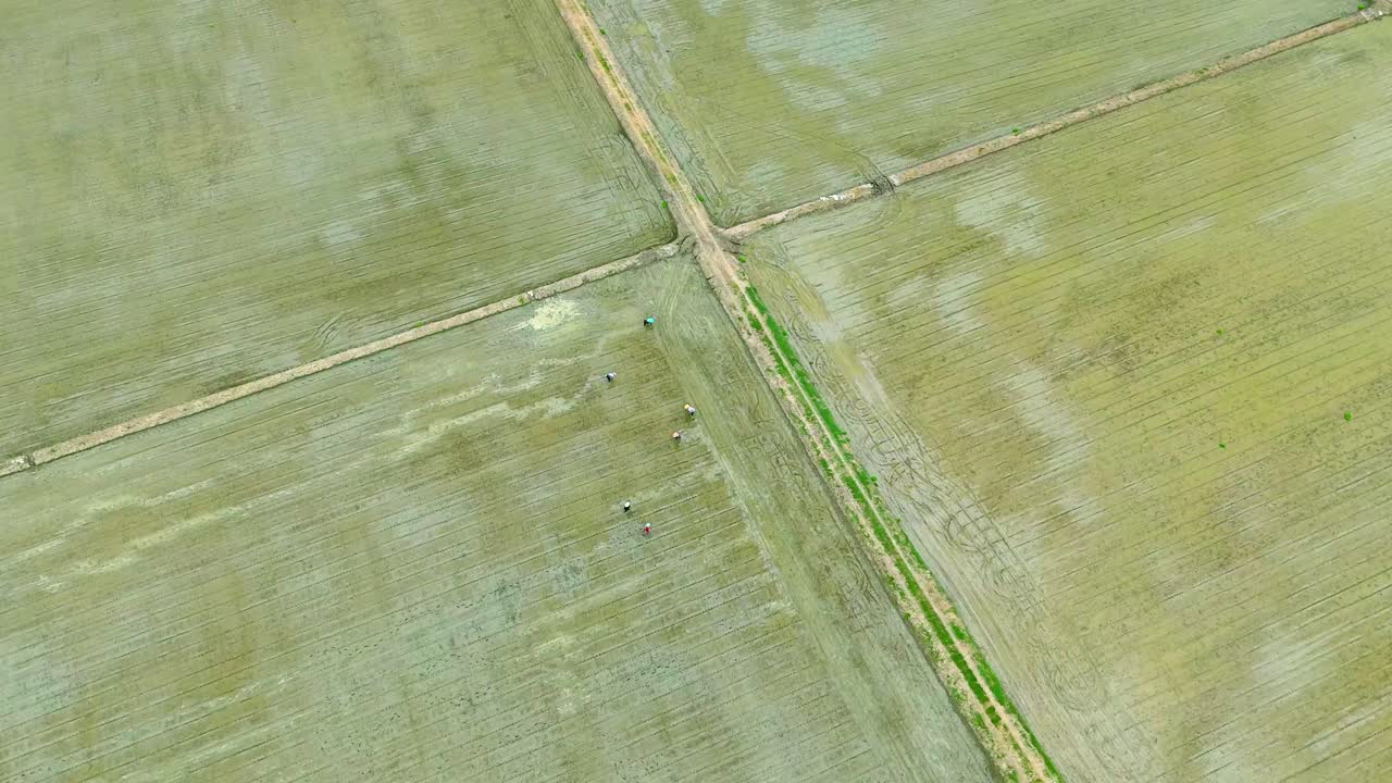 Drone footage of farmers planting rice in flooded fields in rural Kanchanaburi,Thailand. Wide aerial tilt reveal view shows intersecting paddies, water reflections, and distant green hills