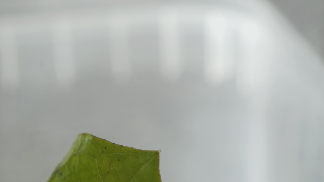 무당벌레 무당벌레 딱정벌레는 푸른 풀잎을 따라 걷고 멀리 날아간다