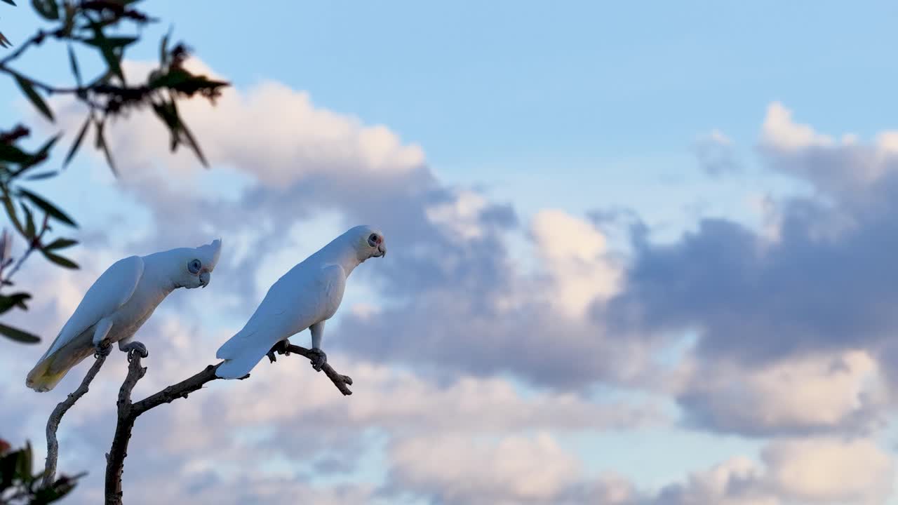 Two Little Corellas interact on tree branches against a vibrant sunset sky with scattered clouds