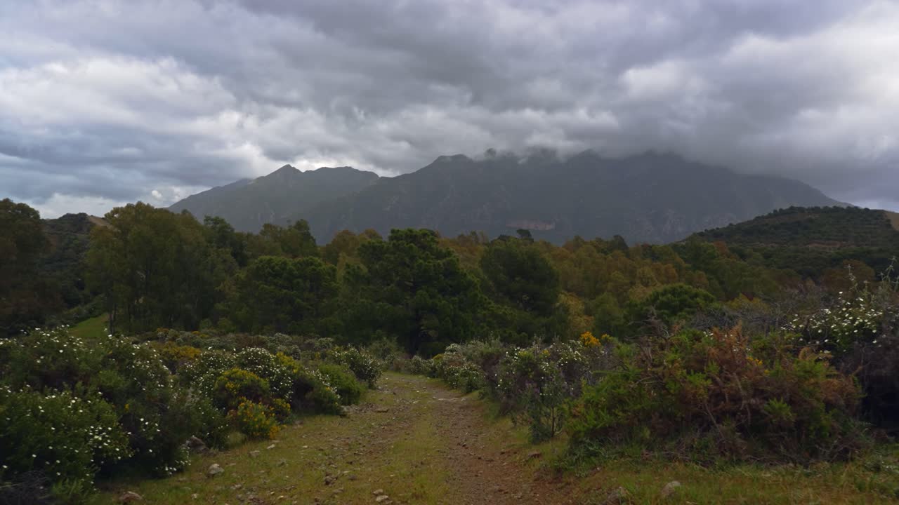 caminando por un sendero en el bosque en un día nublado oscuro