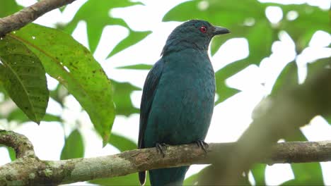 Female-Asian-fairy-bluebird-perched-on-tree-branch-amidst-in-the-forest,-curiously-wondering-around-the-surroundings,-close-up-shot