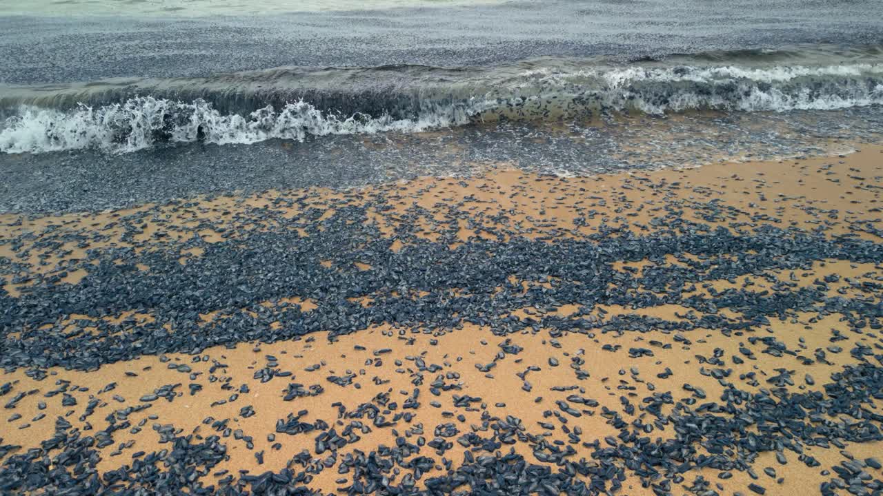 Numerous velella velella. Also known as by the wind sailors. Lie stranded on a sandy beach. Their small. Blue bodies creating a striking contrast against the beige sand as waves gently wash over them