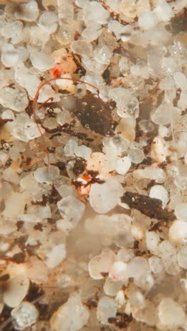 bottom of river with beautiful light pebbles. wave washes away particles of dark dirt. thin stalks with gas bubbles cover pebbles displaced by water