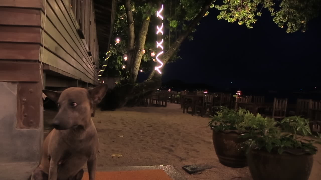 perro callejero tailandés sentado afuera de un restaurante en la playa y está tomando un pico por la noche