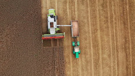 harvester stopped at the line between cut and uncut parts of the field. combine uploading grain into the tractor. birds' eye view.