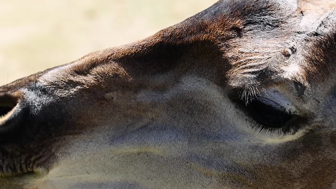 Detailed view of a giraffe's head, focusing on its eyes and skin texture in bright sunlight.