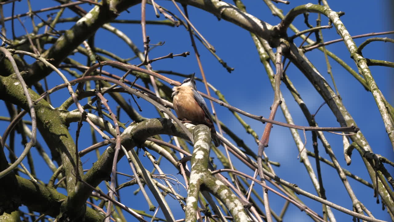 pájaro trepador cantando al sol