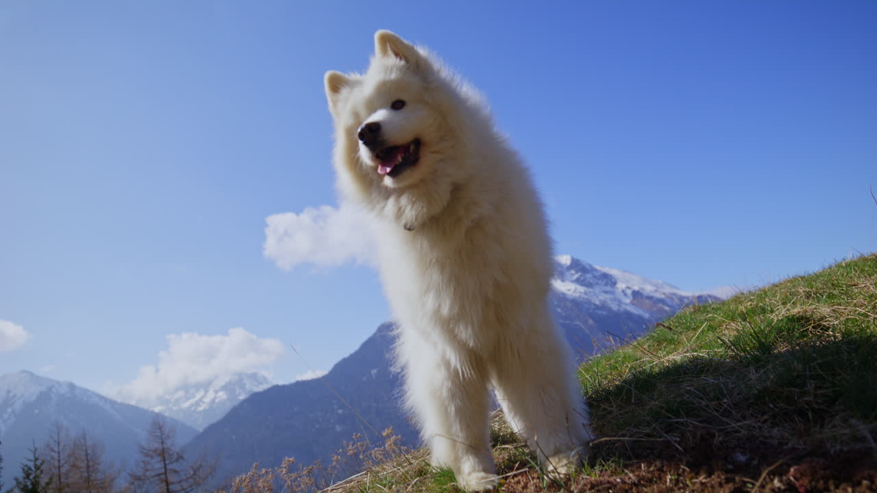 Samoyed and Shetland Sheepdog playing joyfully on a mountain field, surrounded by stunning alpine views and clear skies
