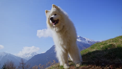 samoyed and shetland sheepdog playing joyfully on a mountain field, surrounded by stunning alpine views and clear skies