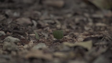 Marching-Leafcutter-Ants-Carry-Green-Pieces-Of-Leaves-In-Rainforest-Of-Mexico