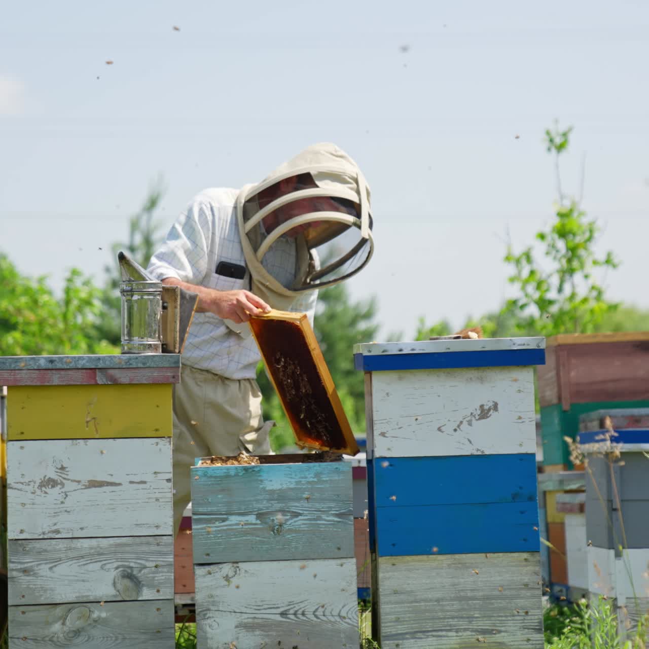 Tranquillo apicoltore industrioso che lavora nel suo allevamento di api. Apiarista che raccoglie propoli utile dai favi usando uno strumento di metallo. Api arrabbiate e irritate che volano intorno