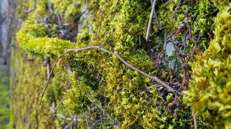 Primo piano dettagliato di un muro ricoperto da vivaci piante rampicanti e soffice muschio verde, che mostra le ricche texture e il fascino sereno della crescita naturale indisturbata.