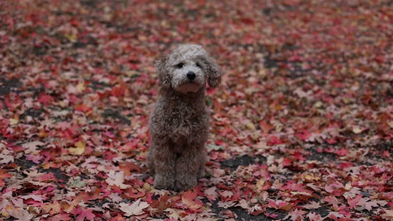 lindo perro maltipoo parado en el follaje de otoño hojas marrones rojas mientras mira la cámara