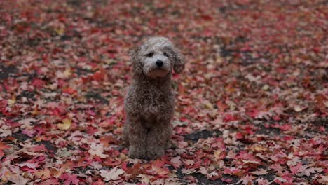 漂亮的 maltipoo 狗站在秋天秋季的叶子红棕色的叶子,同时看着相机