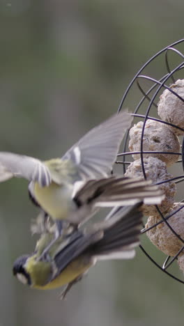 fast and aggressive blue tit attack on bird feeder by another one, vertical