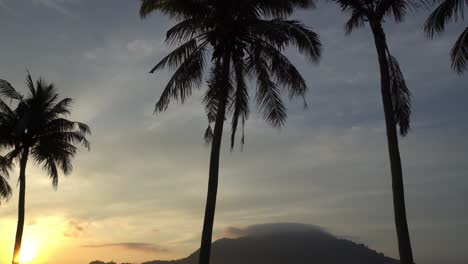 Tilt-shot-of-coconut-palm-trees-in-meadow