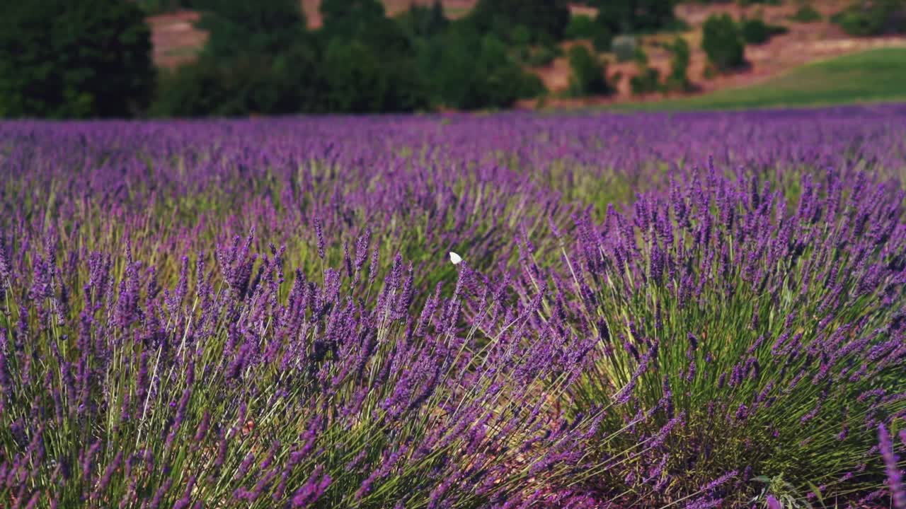 escena en cámara lenta un hermoso campo de lavanda en la famosa provenza en côte d'azur en francia