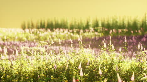 field with flowers during summer sundown