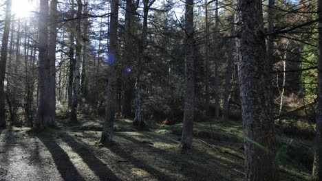 caminando por el bosque al amanecer